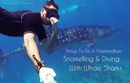 Snorkelling and diving with whale sharks in the Maldives