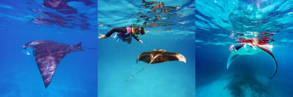 Manta Rays in The Maldives with Vilamendhoo Island South Ari